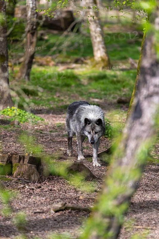One Timberwolf, Canis lupus lycaon, walking through a forest Trees and green grass in the background
