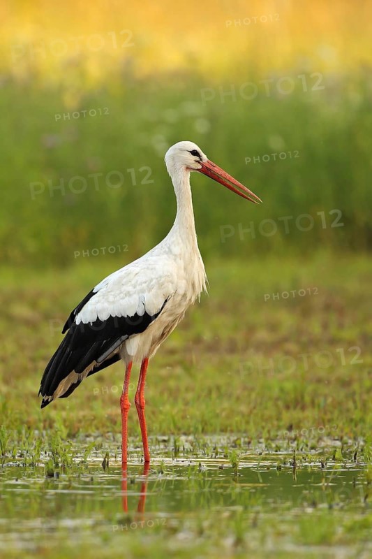White Stork (Ciconia ciconia), Saxony-Anhalt, Germany