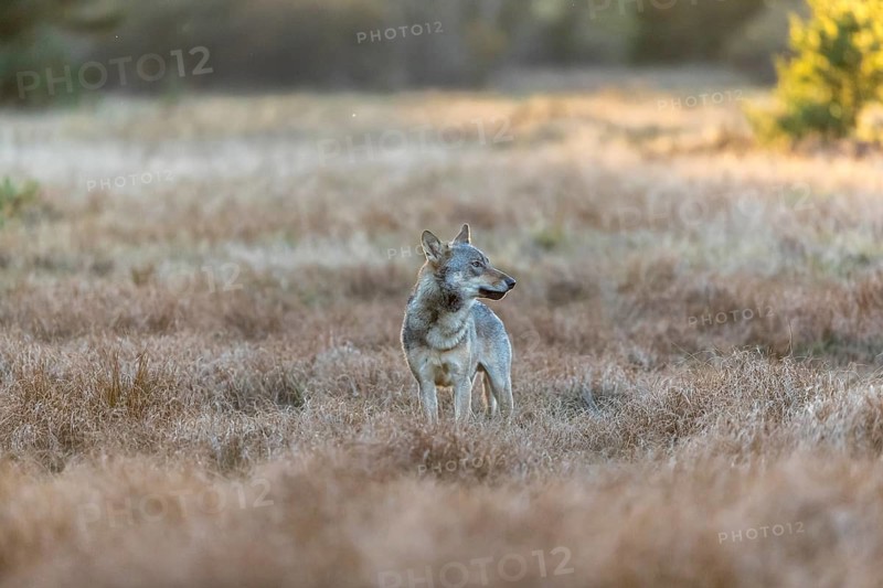 One young male eurasian gray wolf (Canis lupus lupus) running over a meadow with tall grass. A dark forest in the background