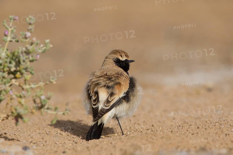 Desert Wheatear (Oenanthe deserti homochroa) male, Morocco