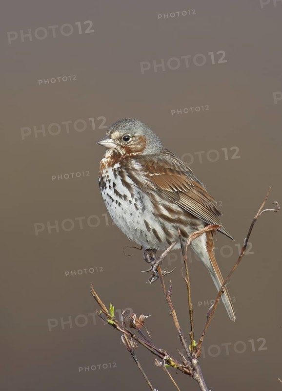 Red Fox Sparrow (Passerella iliaca), Alaska, USA