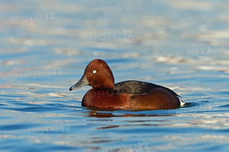 Ferruginous Duck (Aythya nyroca) male, Baden-Wuerttemberg, Germany