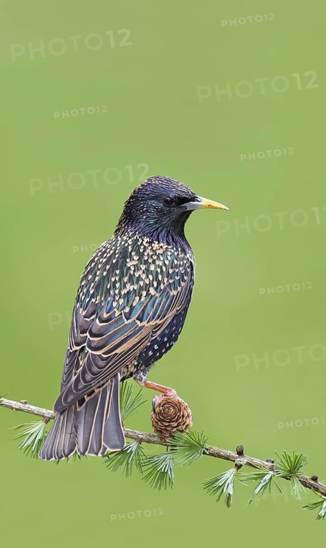 Common Starling (Sturnus vulgaris), Brandenburg, Germany