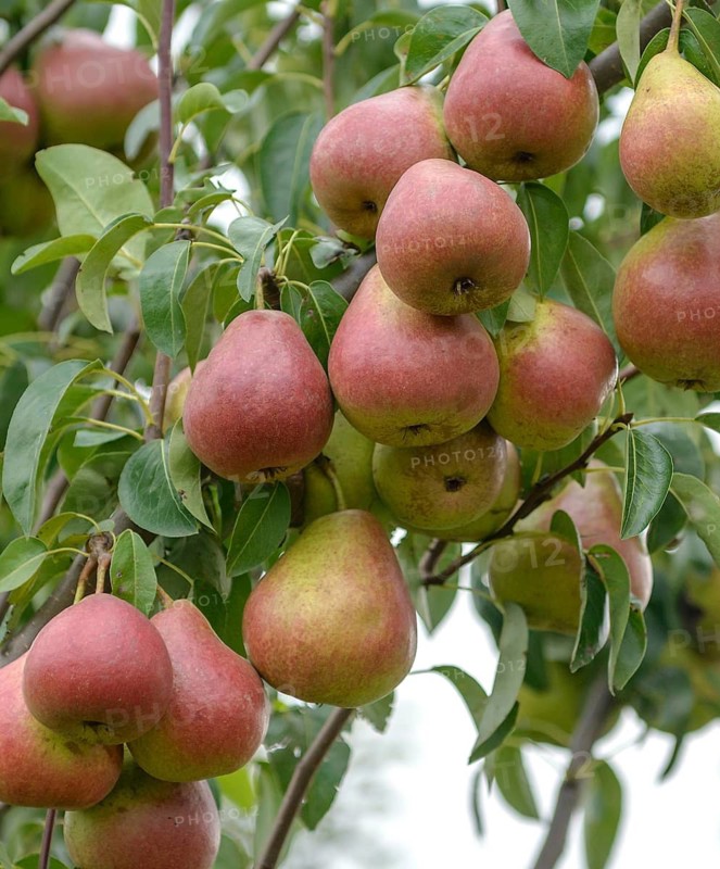 Pear (Pyrus communis 'Dicolor'),  Germany