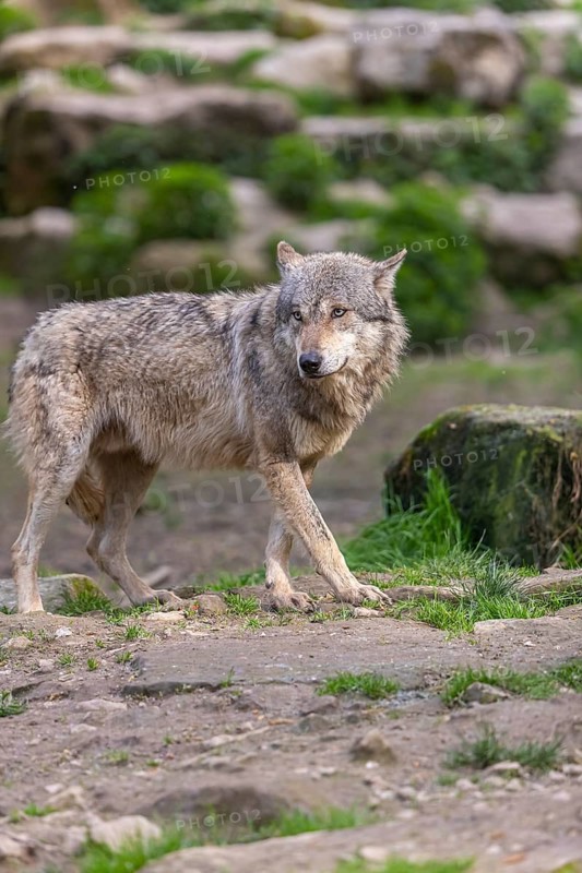 One eurasian gray wolf (Canis lupus lupus) standing between rocks. Rocks and green vegetation in the background