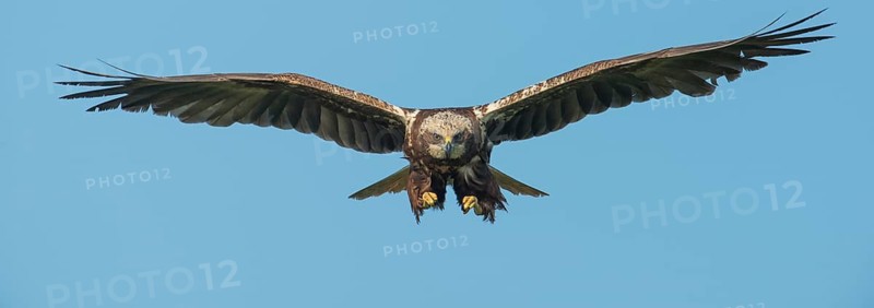 Western Marsh Harrier (Circus aeruginosus) female flying, Schleswig-Holstein, Germany