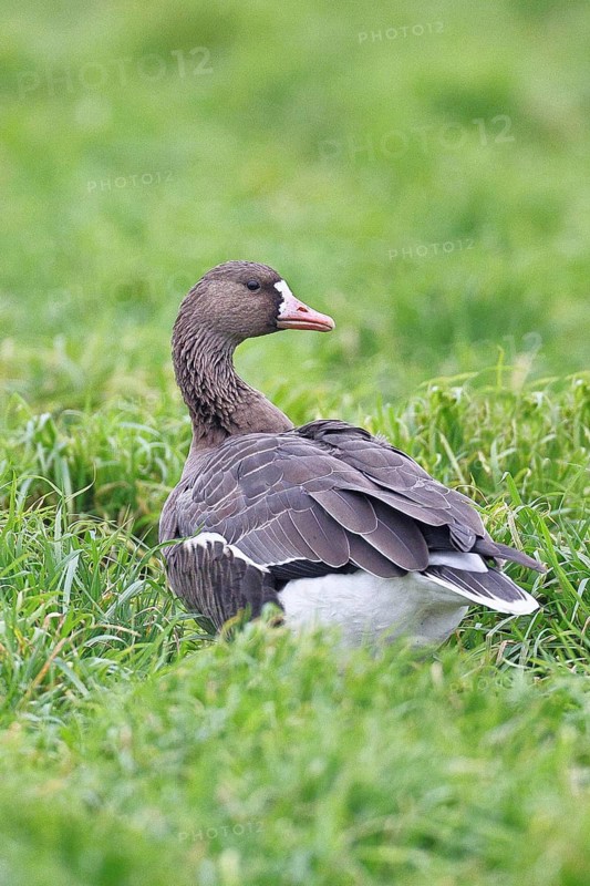 White-fronted goose (Anser albifrons), standing in a meadow in the wintering area, wildlife, Bislicher Insel nature reserve, Xanten, Lower Rhine, North Rhine-Westphalia, Germany