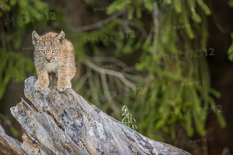 One young (10 weeks old) male Eurasian lynx, (Lynx lynx), walking over a rotten tree