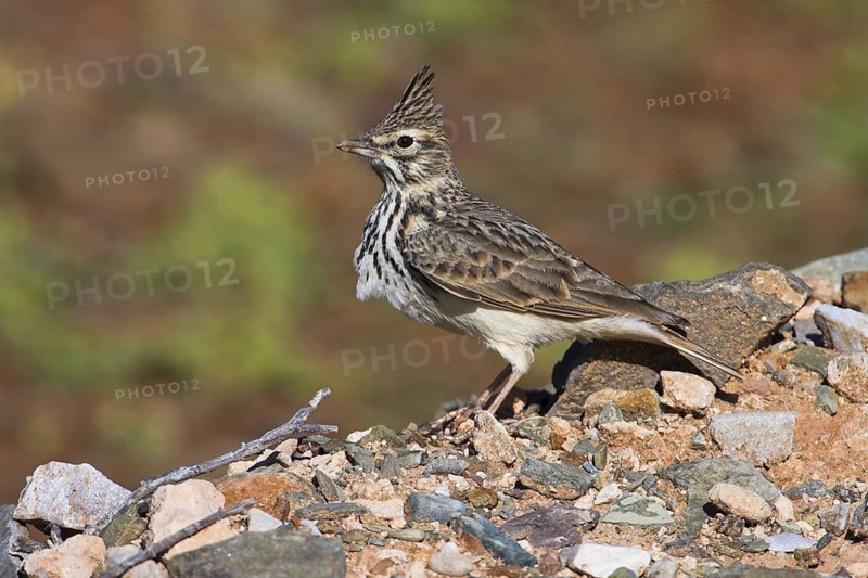 Thekla Lark (Galerida theklae), Morocco