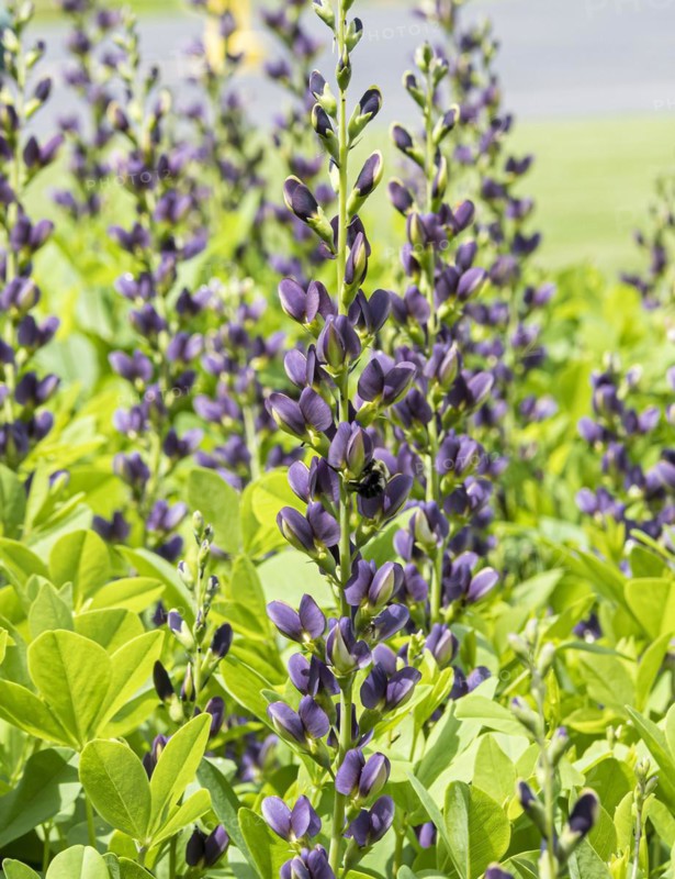 Dyer's pod (Baptisia 'Indigo Spires'), Anchers Havecenter, Zeeland, Michigan, United States of America