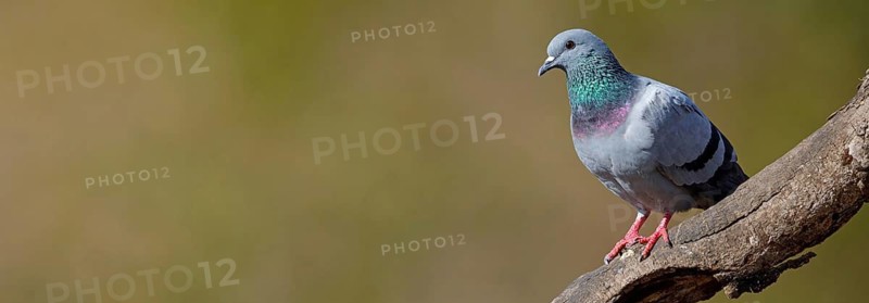 Rock Pigeon, Rock Dove, Rock Pigeon, Feral Rock Pigeon, (Columba livi), Pigeon biset, Paloma Bravía, Tawi Atayr, Salalah, Dhofar, Oman