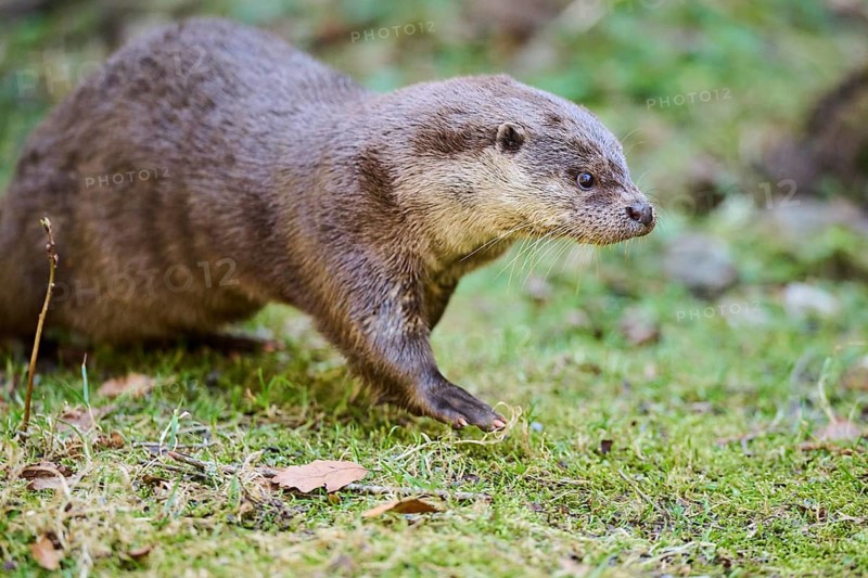 Eurasian otter (Lutra lutra) on a meadow in the bavarian forest, Bavaria, Germany
