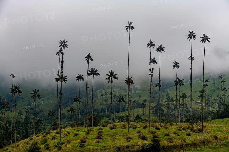 Wax palms largest palms in the world, Cocora valley, Unesco site coffee cultural landscape, Salento, Colombia