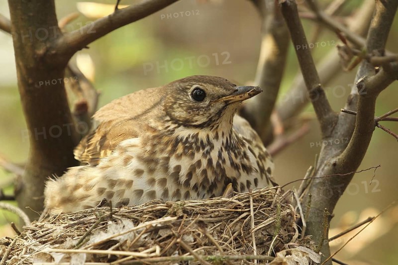 Song Thrush (Turdus philomelos) chick, Lower Saxony, Germany