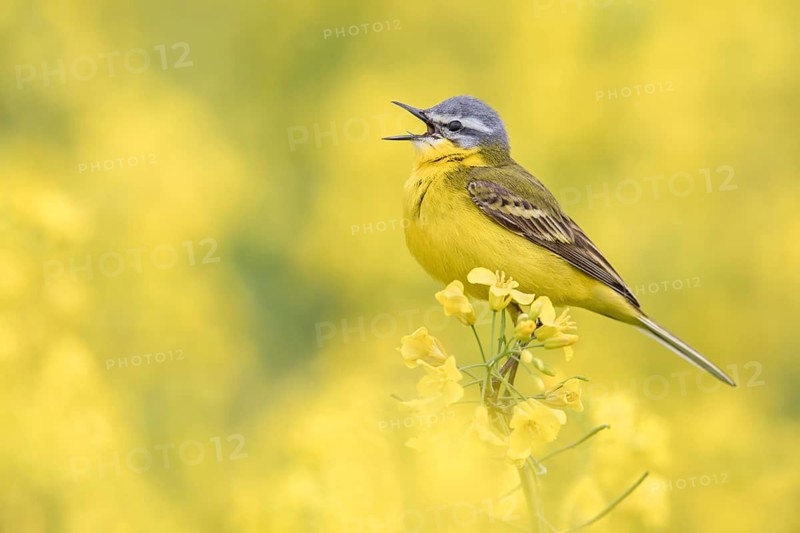 Western Yellow Wagtail (Motacilla flava) singing in a rape field, Poland