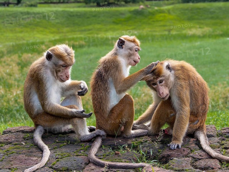 Toque macaques (Macaca sinica) group sitting together in a row, Sri Lanka