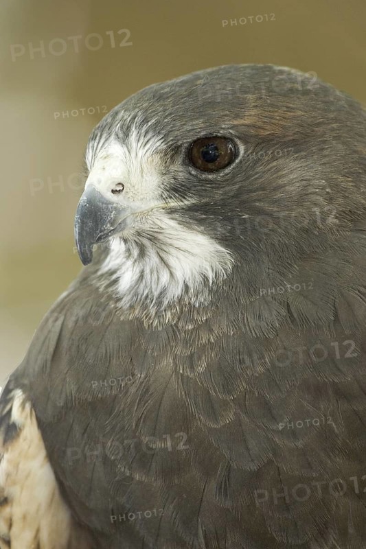 Swainson's Hawk (Buteo swainsoni), Arizona, USA