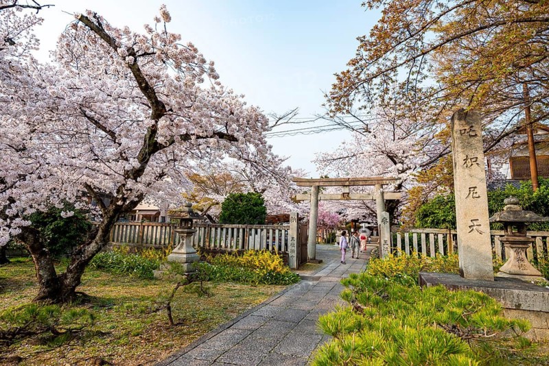 Torii and Hoden-ji temples, Japanese cherry blossom, Kyoto, Japan