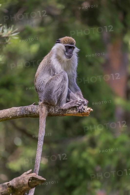 One grivet (Chlorocebus aethiops) sitting on the branch of a tree. Green vegetation in the background