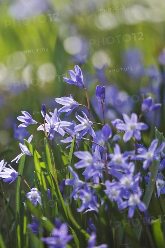 Charming Scilla, March, Germany