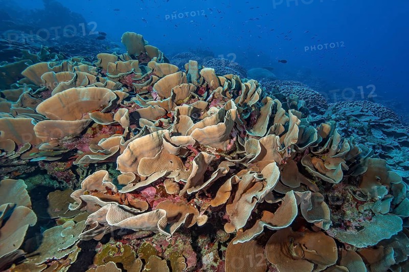 Large colony of goblet coral (Turbinaria mesenterina) Lettuce coral disc coral, Pacific Ocean, Yap Island, Yap State, Caroline Islands, Federated States of Micronesia FSM, Australia, Oceania