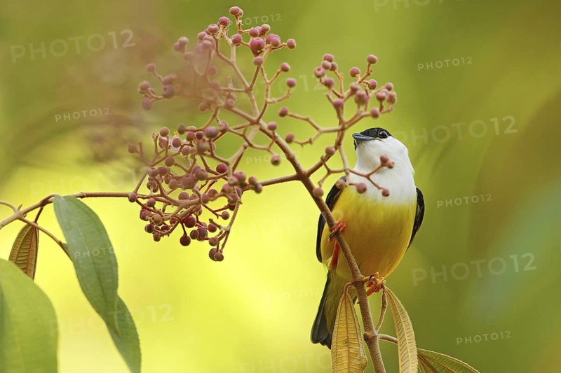 White-collared Manakin, Manacus candei, rare bizar bird, Nelize, Central America. Forest bird, wildlife scene from nature. White and yellow Manakin with blck cap. Birdwatching in Belize