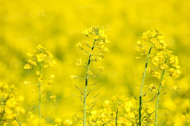 Close-up of several rape blossoms standing on a yellow background, Baden-Württemberg, Germany
