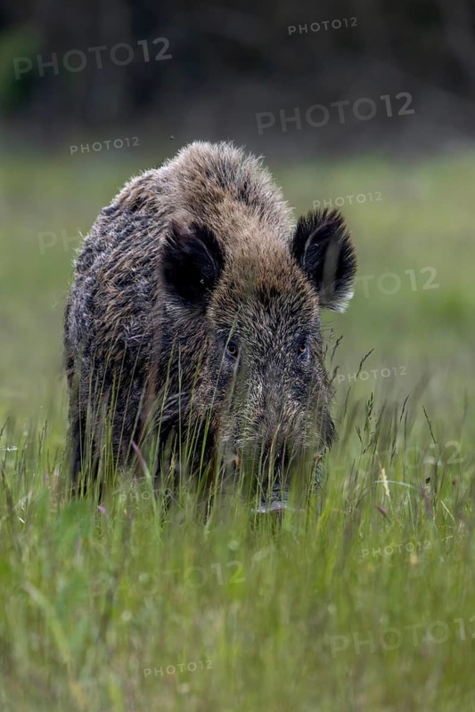 The wild boar's (Sus scrofa) gaze reveals that it has already noticed me, late spring, early summer, defenceless, June, Denmark