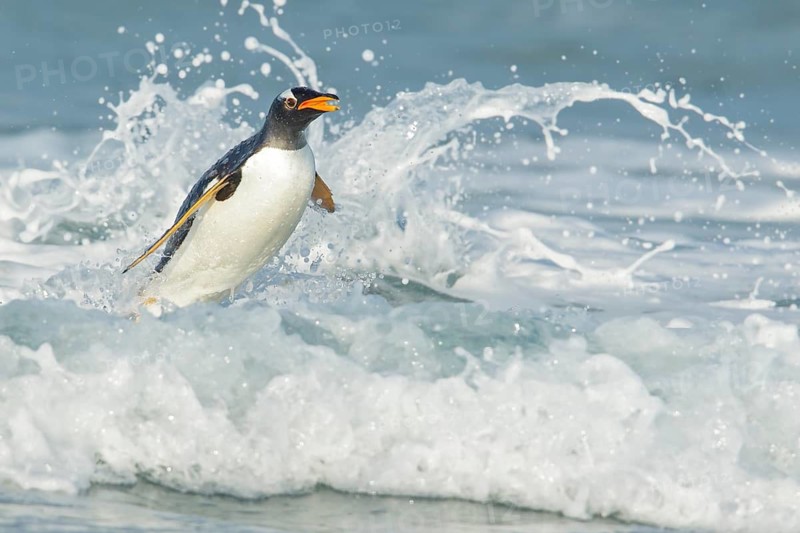 Gentoo Penguin (Pygoscelis papua) returning to land through the waves in the Falkland Islands
