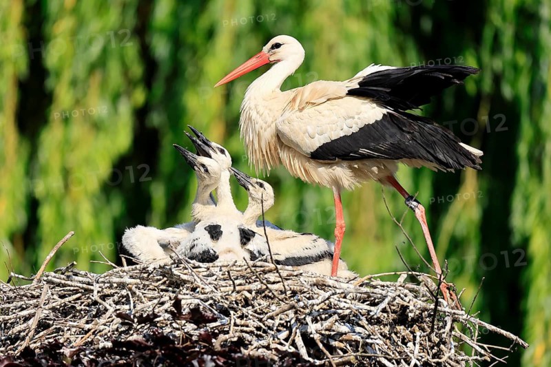 White stork (Ciconia ciconia), adult, juvenile, chick, nest, family, Heidelberg, Germany