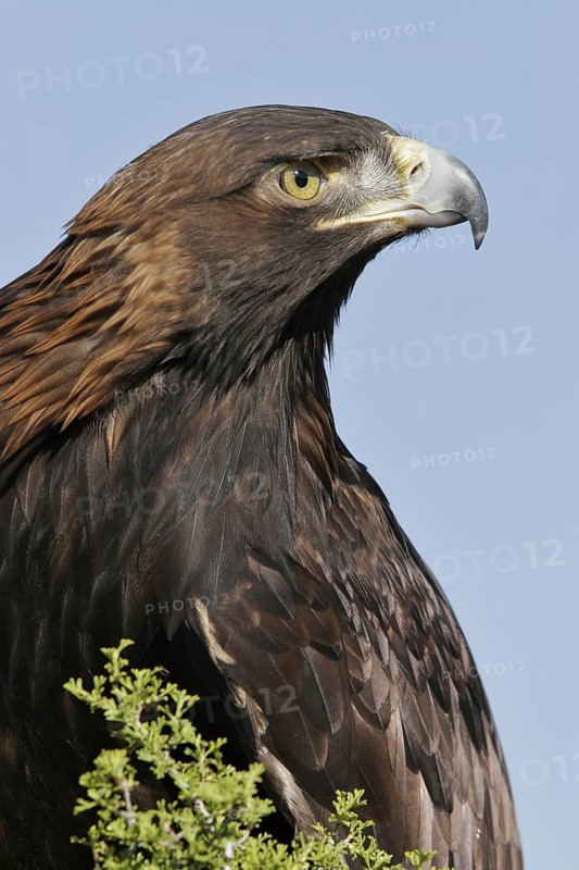 Golden Eagle (Aquila chrysaetos), Utah, USA