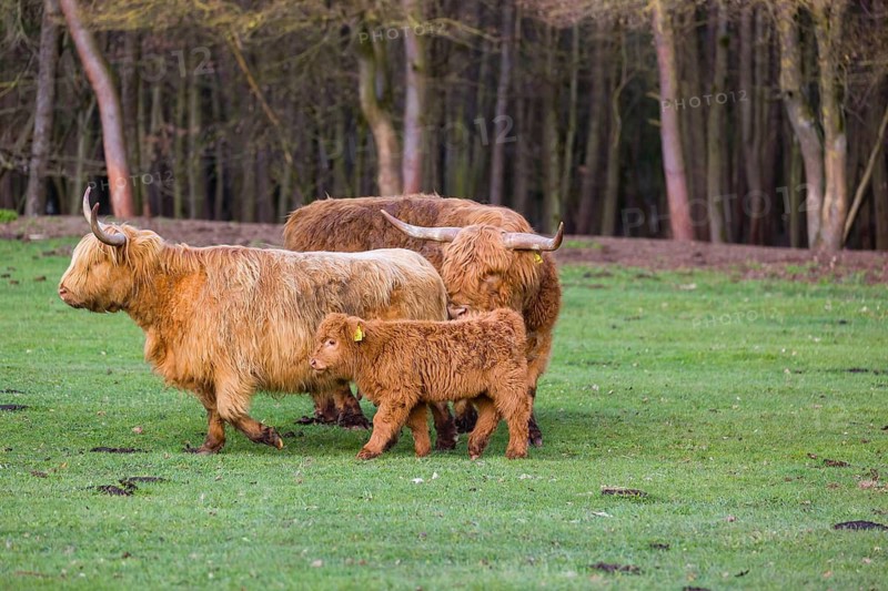 A family of Highlands (Bos (primigenius), a bull, a cow and a calf stand on a pasture at a forest edge