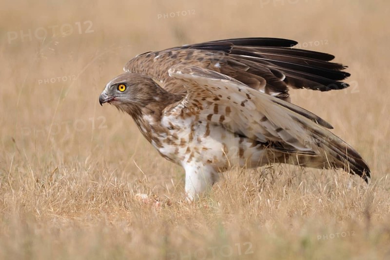 Short-toed Snake Eagle (Circaetus gallicus), India