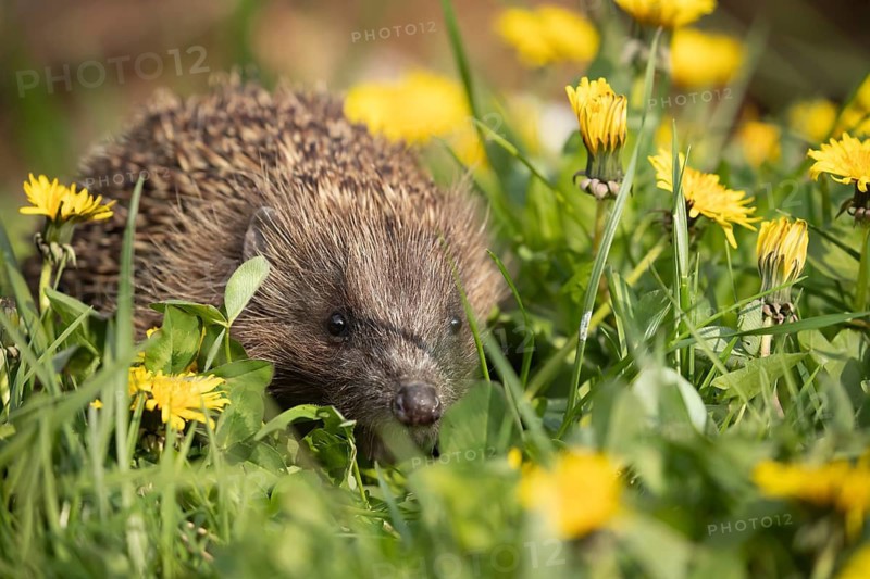 European hedgehog (Erinaceus europaeus) adult animal walking through grass with flowering yellow Dandelion flowers in the summer, England, United Kingdom