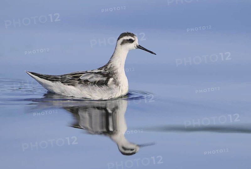Red-necked Phalarope (Phalaropus lobatus), British Columbia, Canada