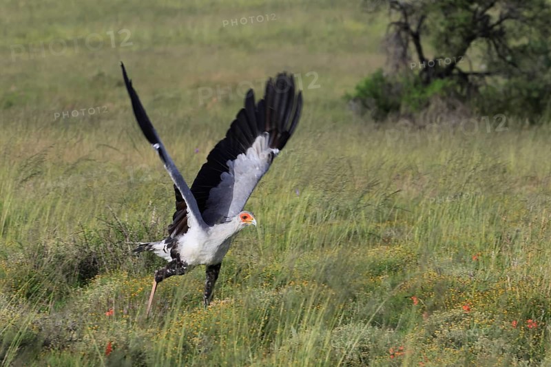 Secretary (Sagittarius serpentarius), adult, hunting, foraging, soaring, Mountain Zebra National Park, Eastern Cape, Eastern Cape, South Africa