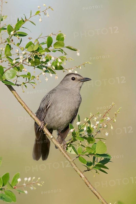 Grey Catbird (Dumetella carolinensis) perched on a branch, Texas, USA