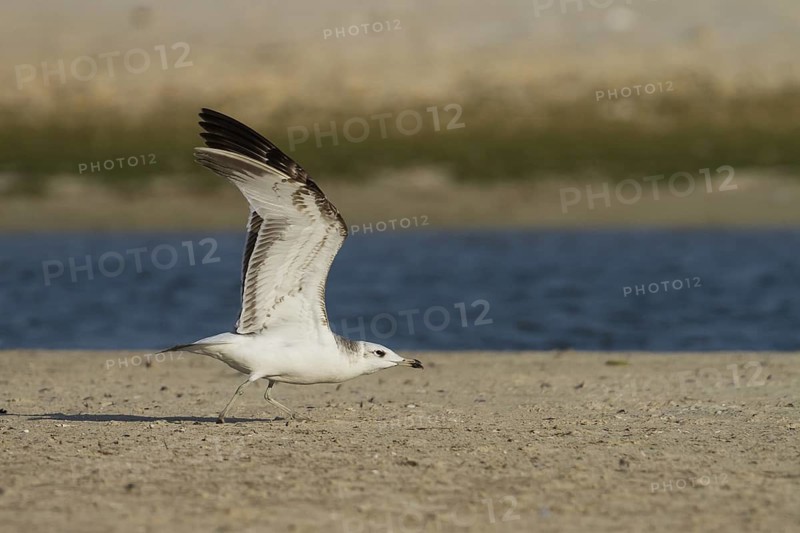 Pallas's Gull (Ichthyaetus ichthyaetus), Oman