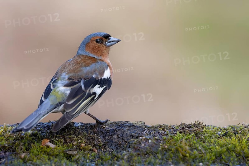 Common Chaffinch (Fringilla coelebs) male, Lower Saxony, Germany