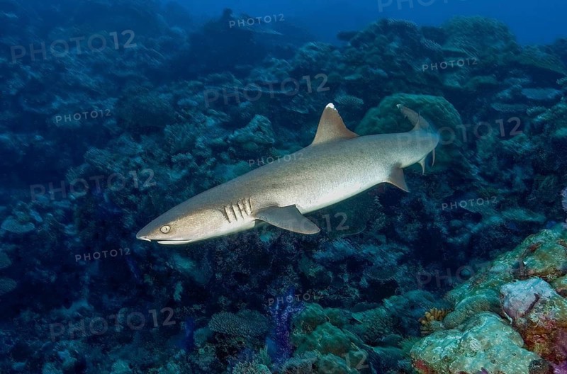Whitetip reef shark (Triaenodon obesus) Predatory fish swimming over coral reef, Pacific Ocean