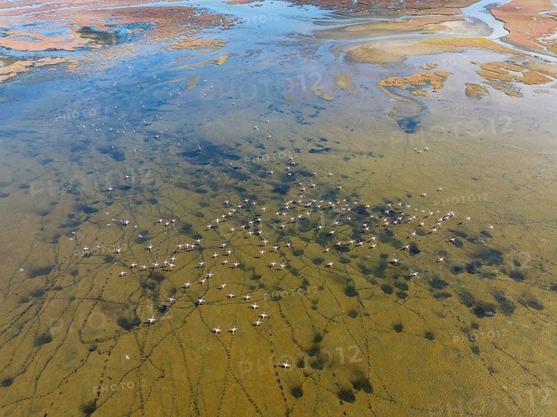 Greater Flamingos (Phoenicopterus ruber) at the wetlands of the Walvis Bay lagoon. Aerial view. Drone shot. Walvis Bay, Namibia
