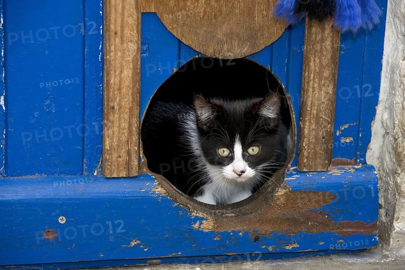 Curious domestic cat (Felis catus) looking through cat flap in door