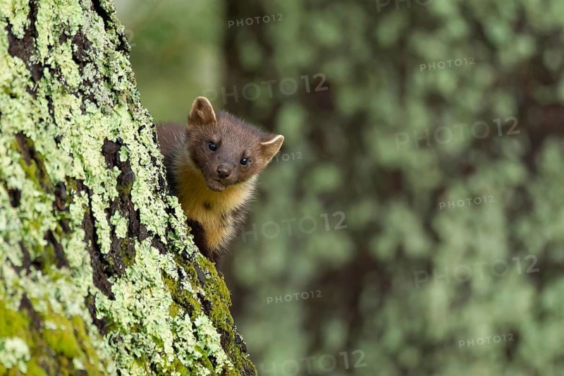 European pine marten (Martes martes) adult animal on a tree trunk in a woodland in summer, Scotland, United Kingdom