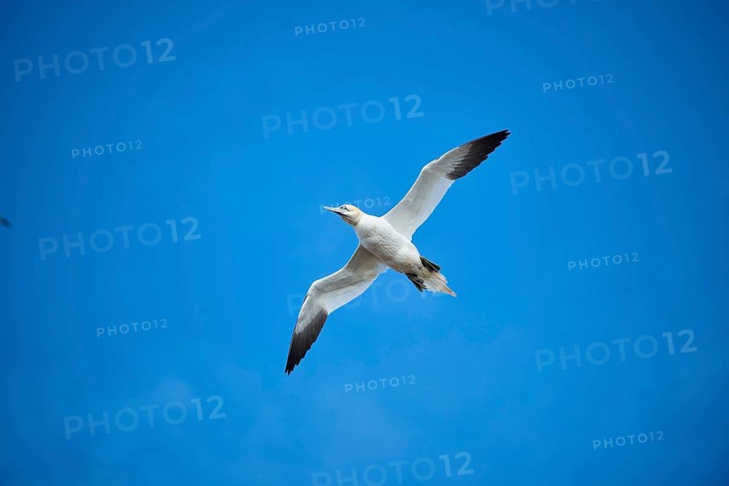 Northern gannet (Morus bassanus) flying in the sky, wildlife, Helgoland, Germany
