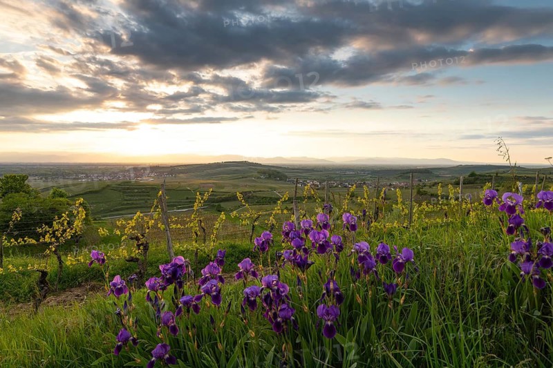Purple irises (Iris) blooming in a vineyard at sunset. View from Mondhalde towards the Rhine Valley and Vosges Mountains. Vogtsburg, Germany