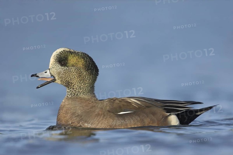 American Wigeon (Mareca americana) male, British Columbia, Canada