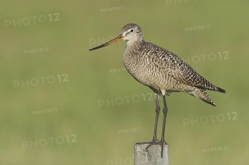 Marbled Godwit (Limosa fedoa), Canada