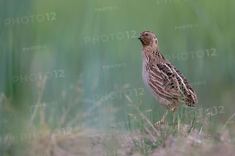 Common Quail (Coturnix coturnix), Saxony, Germany