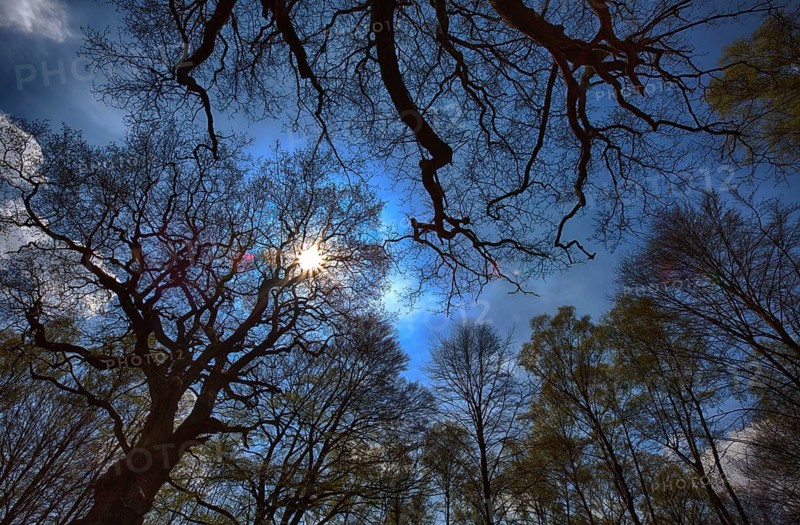 Primeval forest Urwald Sababurg, Hofgeismar, Weser Uplands, Weserbergland, Hesse, Germany