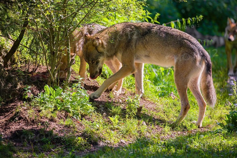 A male grey wolf (Canis lupus lupus) and a puppy stand at the edge of the forest. The puppy is begging for food